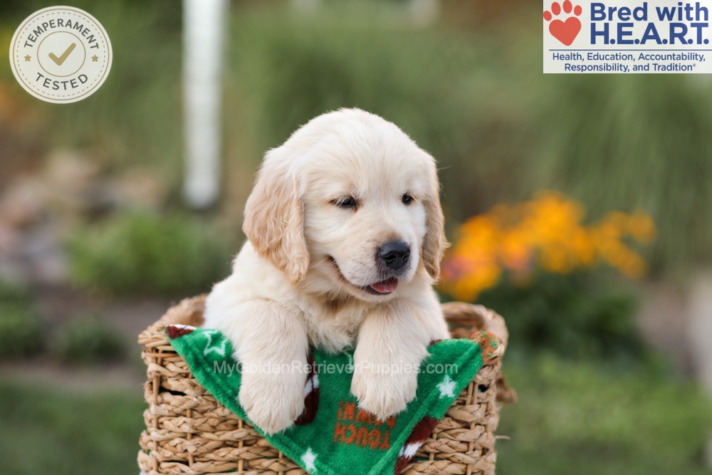 Ace Image of Ace, a Golden Retriever puppy