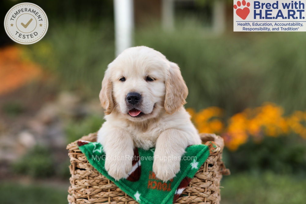 Ace Image of Ace, a Golden Retriever puppy