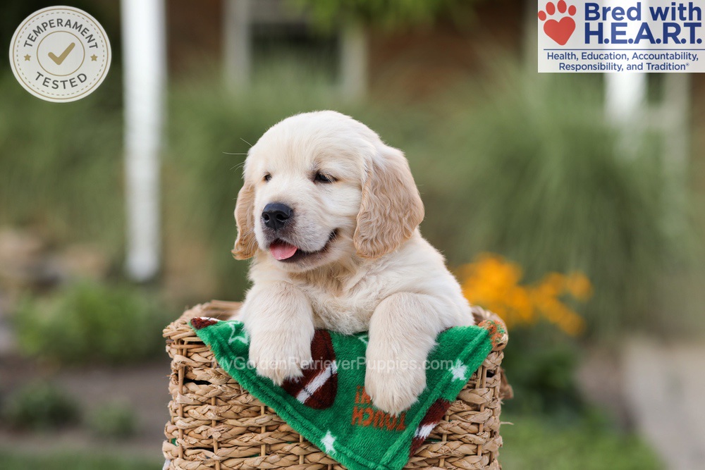 Ace Image of Ace, a Golden Retriever puppy