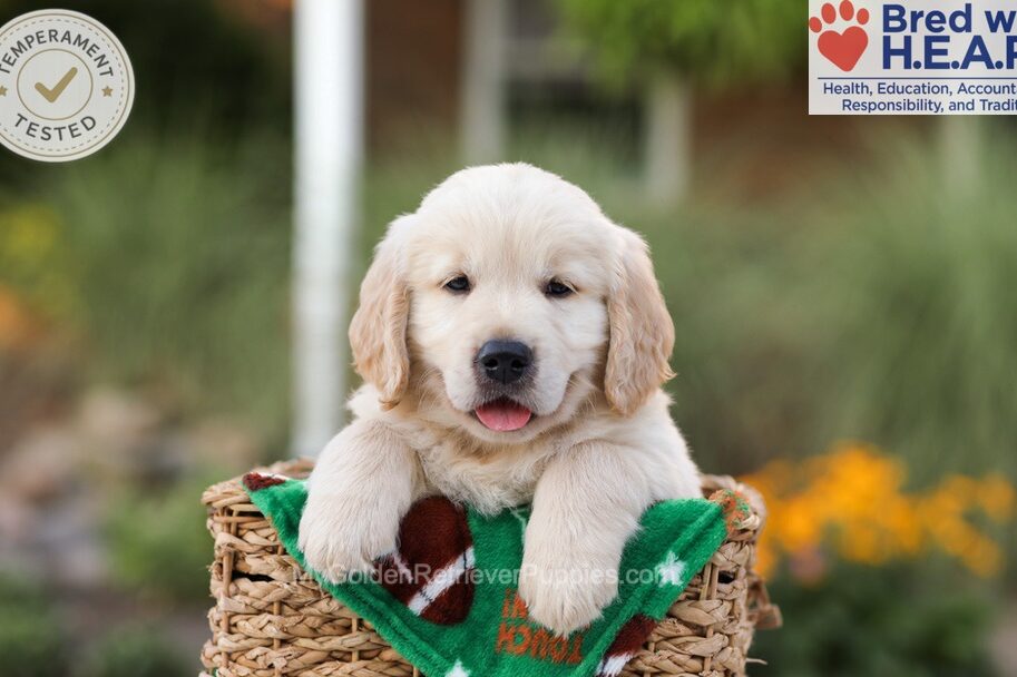 Ace Image of Ace, a Golden Retriever puppy