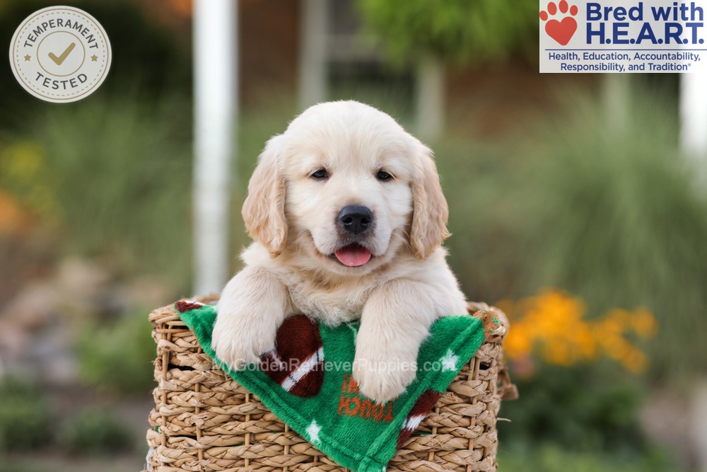 Ace Image of Ace, a Golden Retriever puppy