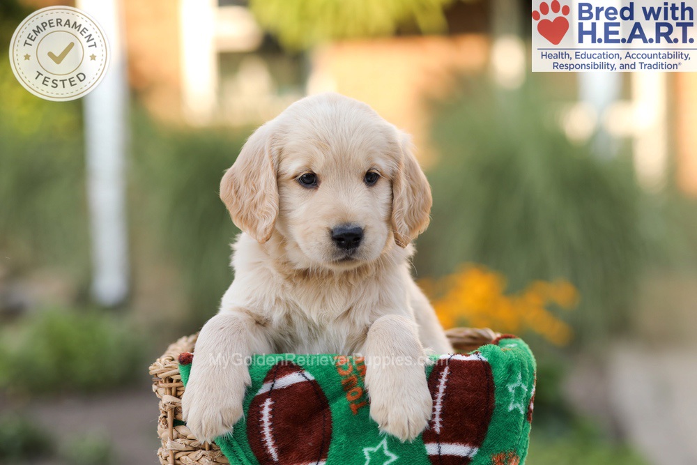 Alexis Image of Alexis, a Golden Retriever puppy