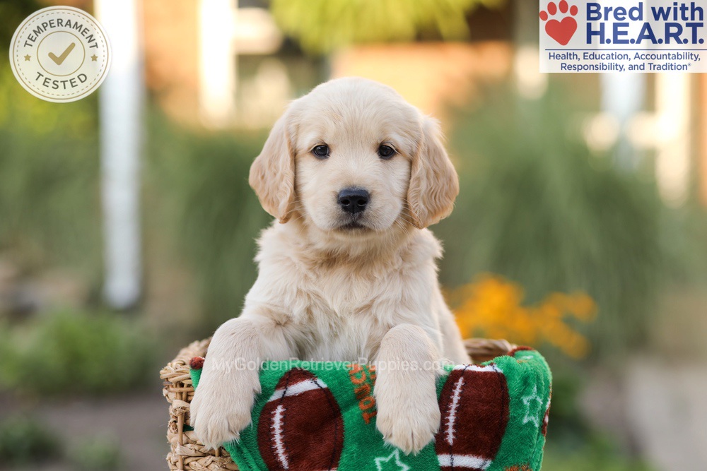 Alexis Image of Alexis, a Golden Retriever puppy