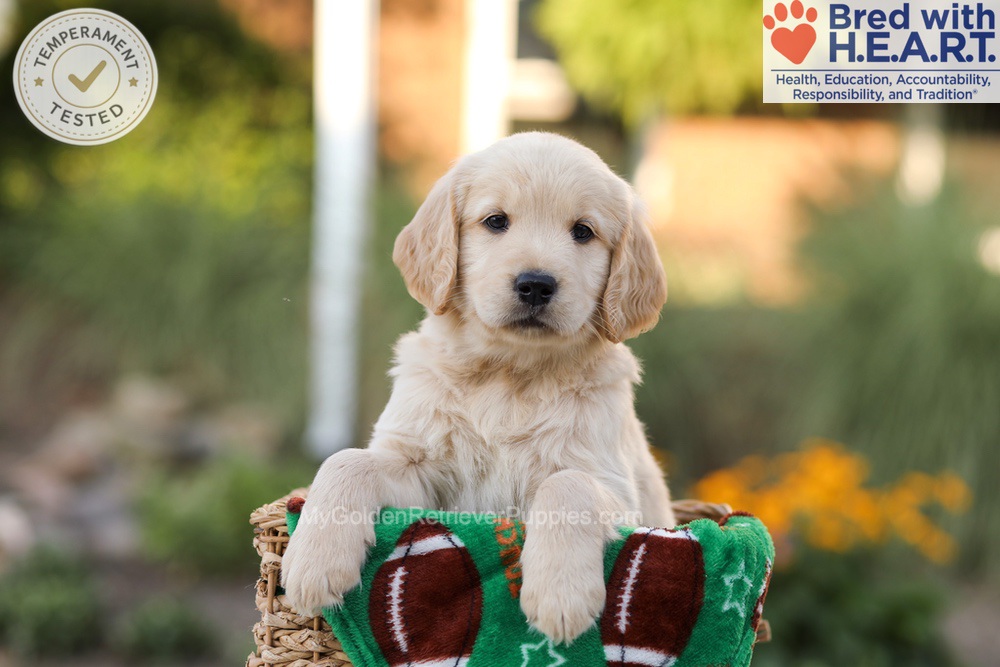 Alexis Image of Alexis, a Golden Retriever puppy