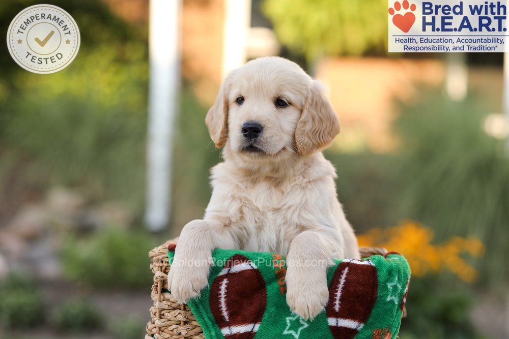 Alexis Image of Alexis, a Golden Retriever puppy