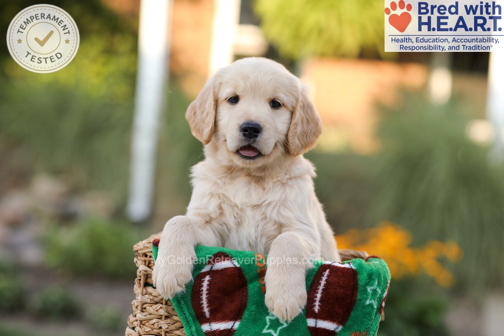 Alexis Image of Alexis, a Golden Retriever puppy