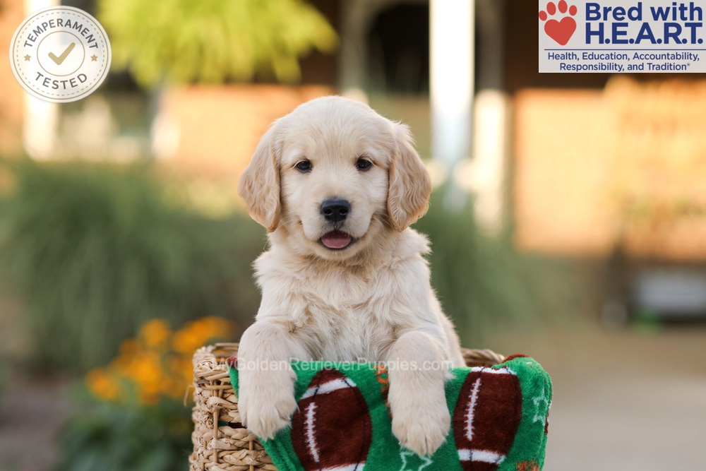 Alexis Image of Alexis, a Golden Retriever puppy
