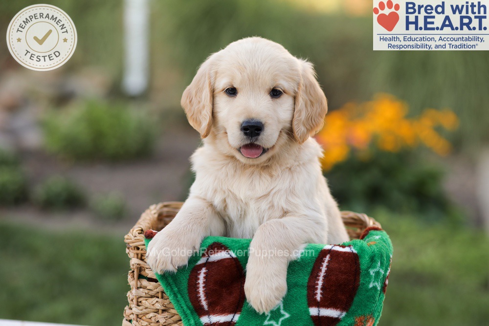 Alexis Image of Alexis, a Golden Retriever puppy