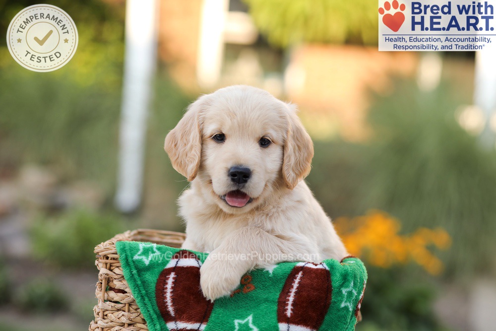 Alexis Image of Alexis, a Golden Retriever puppy
