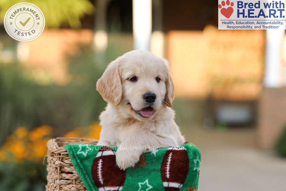 Alexis Image of Alexis, a Golden Retriever puppy