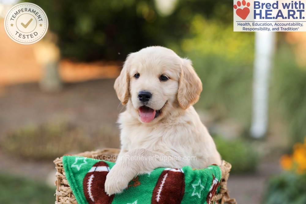 Alexis Image of Alexis, a Golden Retriever puppy
