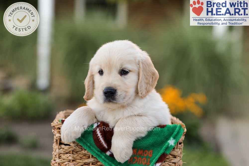 Apollo Image of Apollo, a Golden Retriever puppy