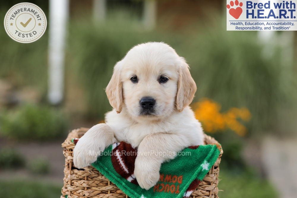 Apollo Image of Apollo, a Golden Retriever puppy