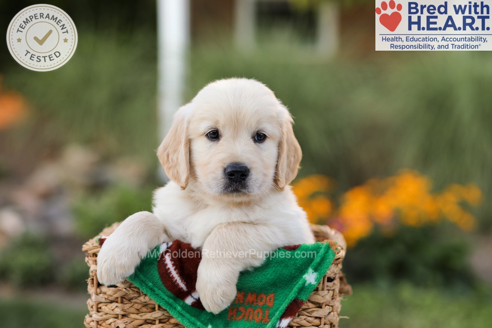 Apollo Image of Apollo, a Golden Retriever puppy