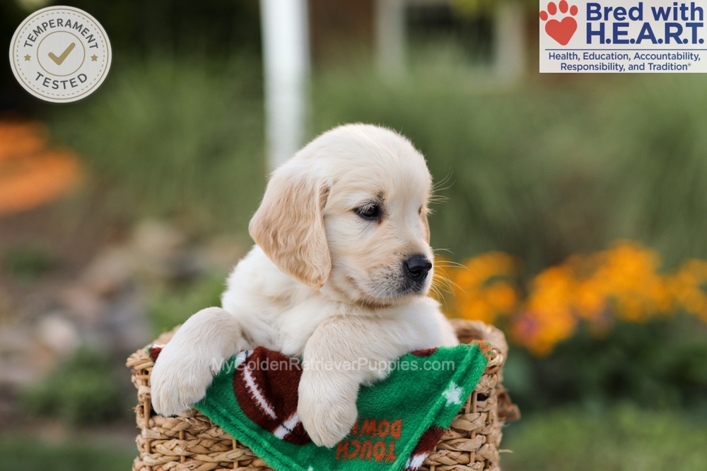 Apollo Image of Apollo, a Golden Retriever puppy