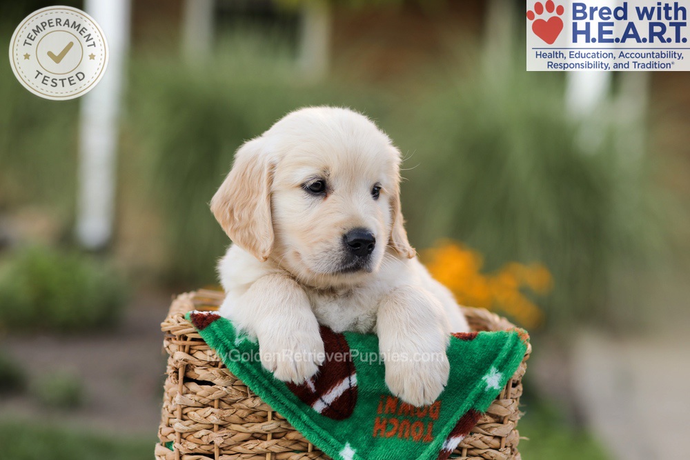 Apollo Image of Apollo, a Golden Retriever puppy