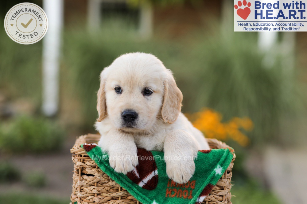 Apollo Image of Apollo, a Golden Retriever puppy