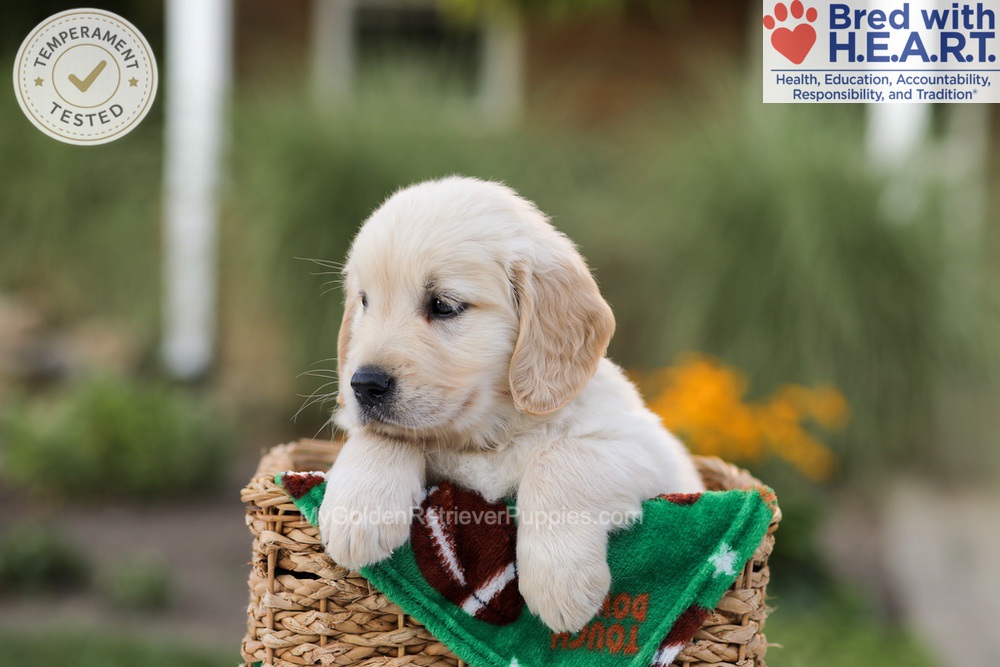 Apollo Image of Apollo, a Golden Retriever puppy