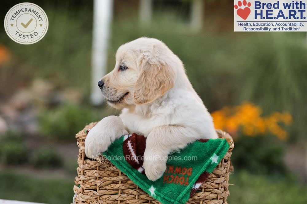 Apollo Image of Apollo, a Golden Retriever puppy
