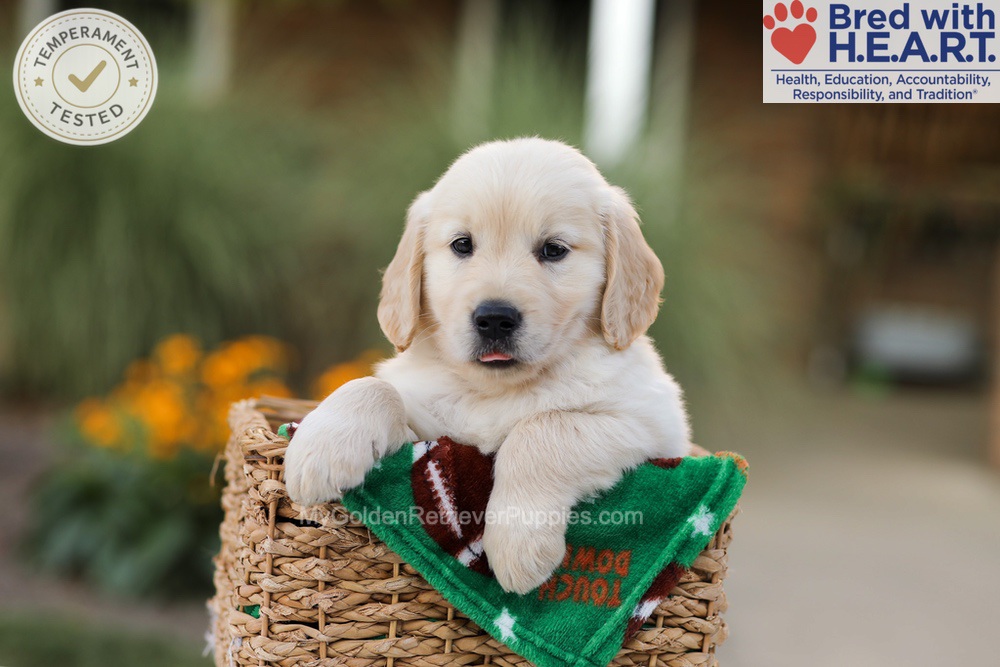 Apollo Image of Apollo, a Golden Retriever puppy