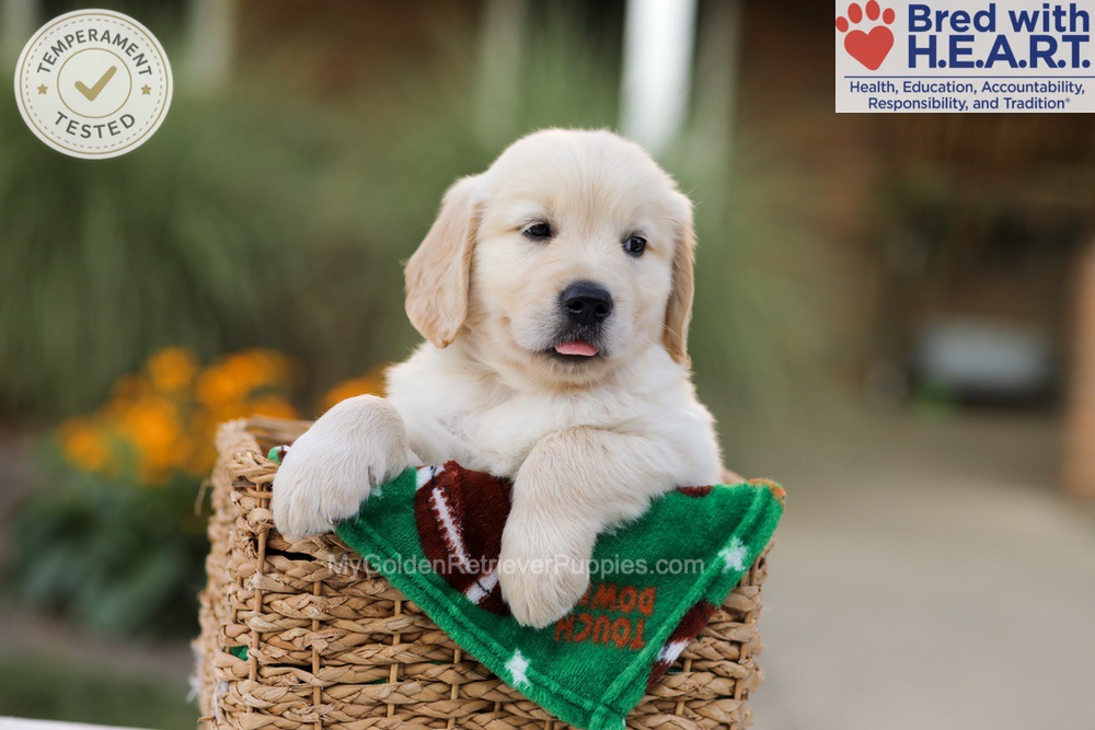 Apollo Image of Apollo, a Golden Retriever puppy