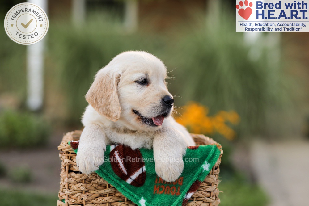 Apollo Image of Apollo, a Golden Retriever puppy
