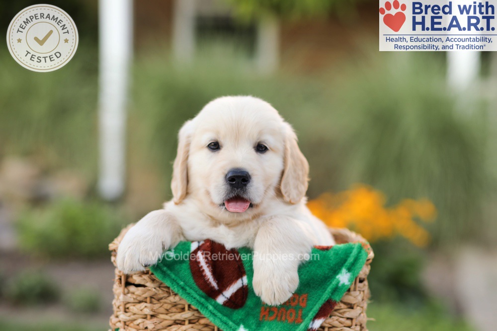 Apollo Image of Apollo, a Golden Retriever puppy