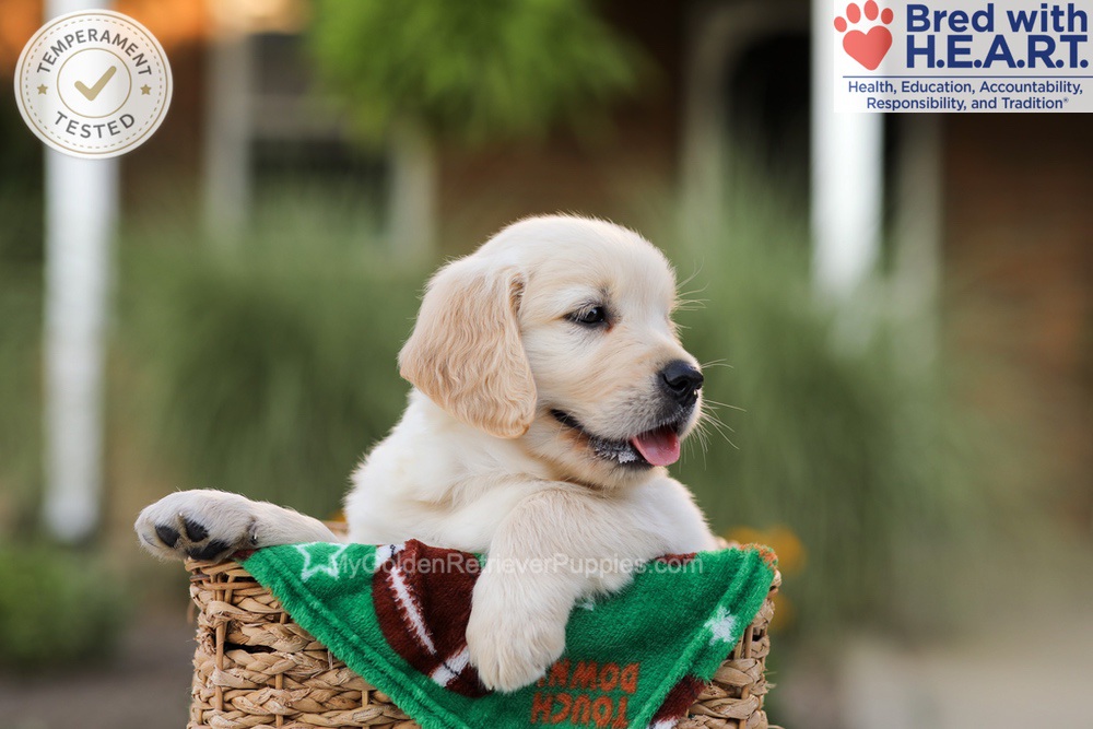 Apollo Image of Apollo, a Golden Retriever puppy