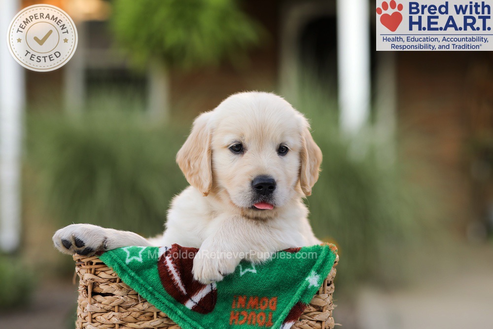 Apollo Image of Apollo, a Golden Retriever puppy