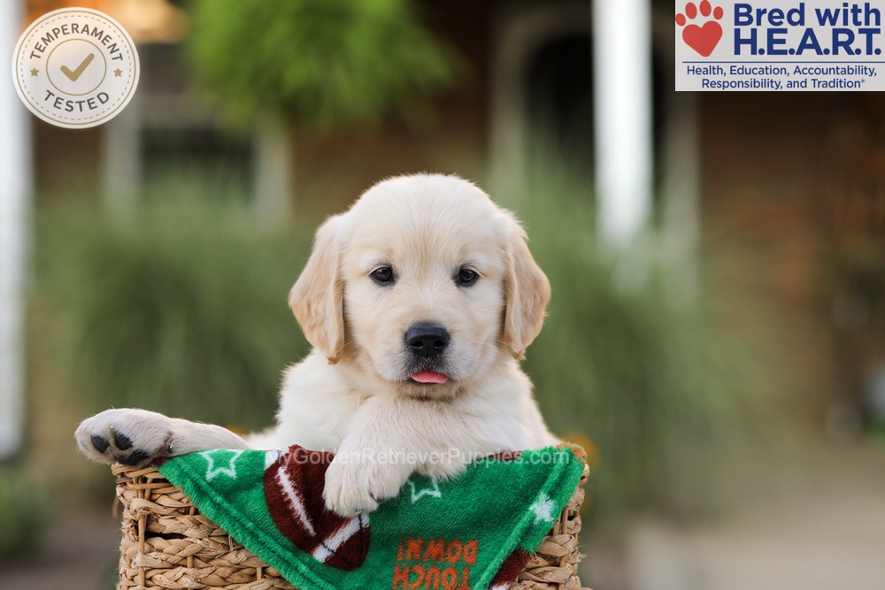 Apollo Image of Apollo, a Golden Retriever puppy