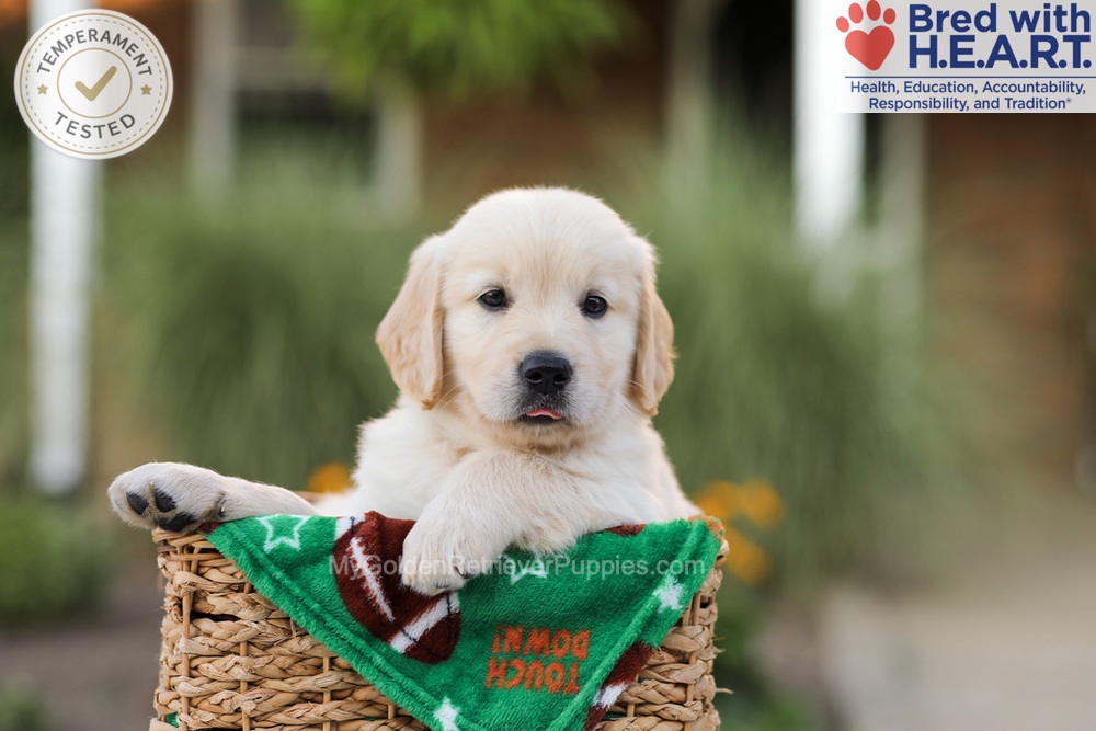 Apollo Image of Apollo, a Golden Retriever puppy