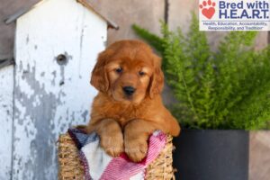Image of April, a Golden Retriever puppy