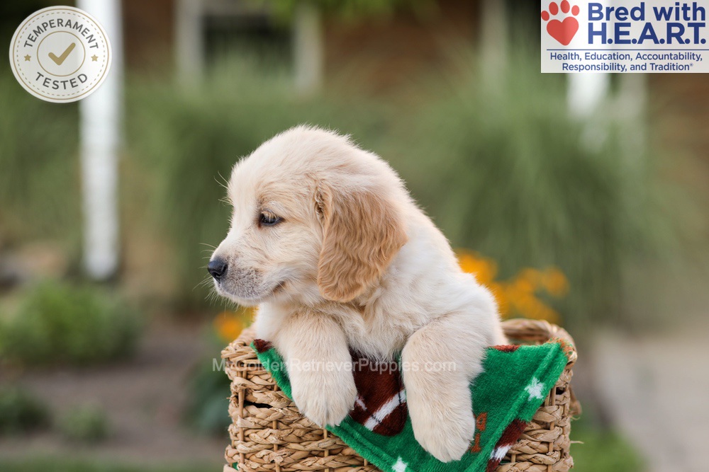 Archie Image of Archie, a Golden Retriever puppy