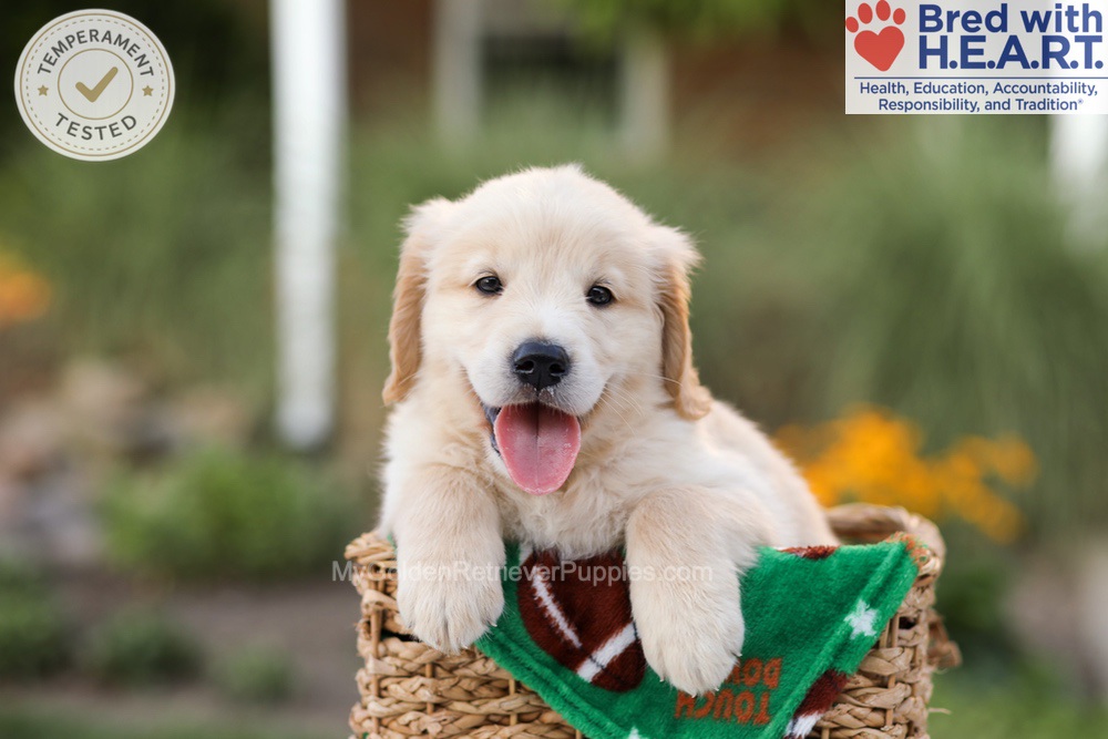 Archie Image of Archie, a Golden Retriever puppy