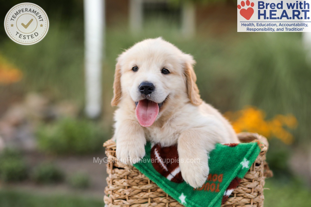 Archie Image of Archie, a Golden Retriever puppy