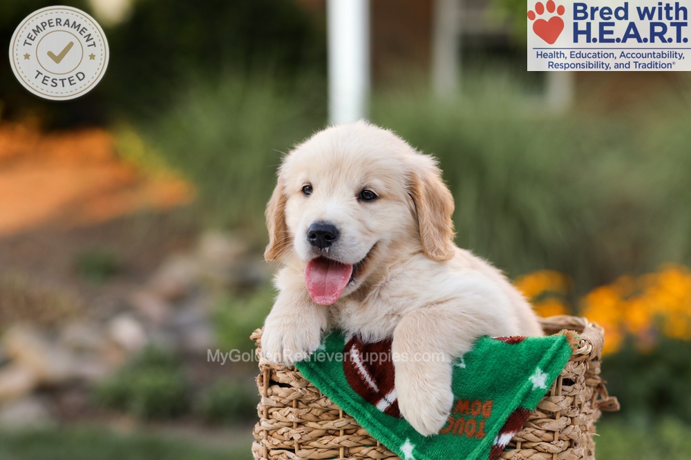 Archie Image of Archie, a Golden Retriever puppy
