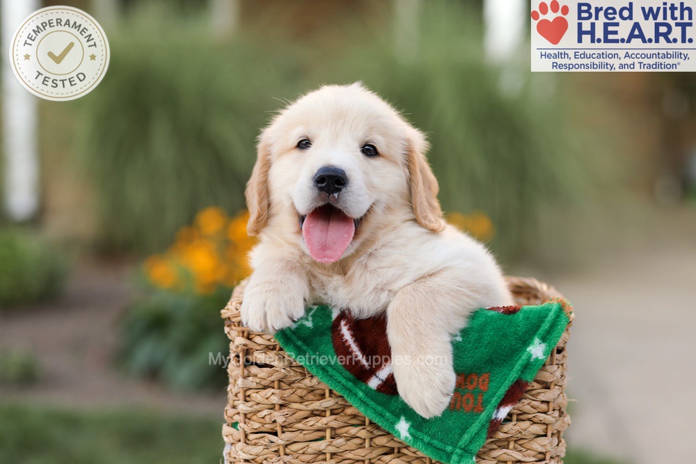 Archie Image of Archie, a Golden Retriever puppy