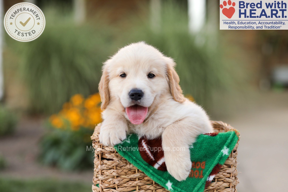 Archie Image of Archie, a Golden Retriever puppy