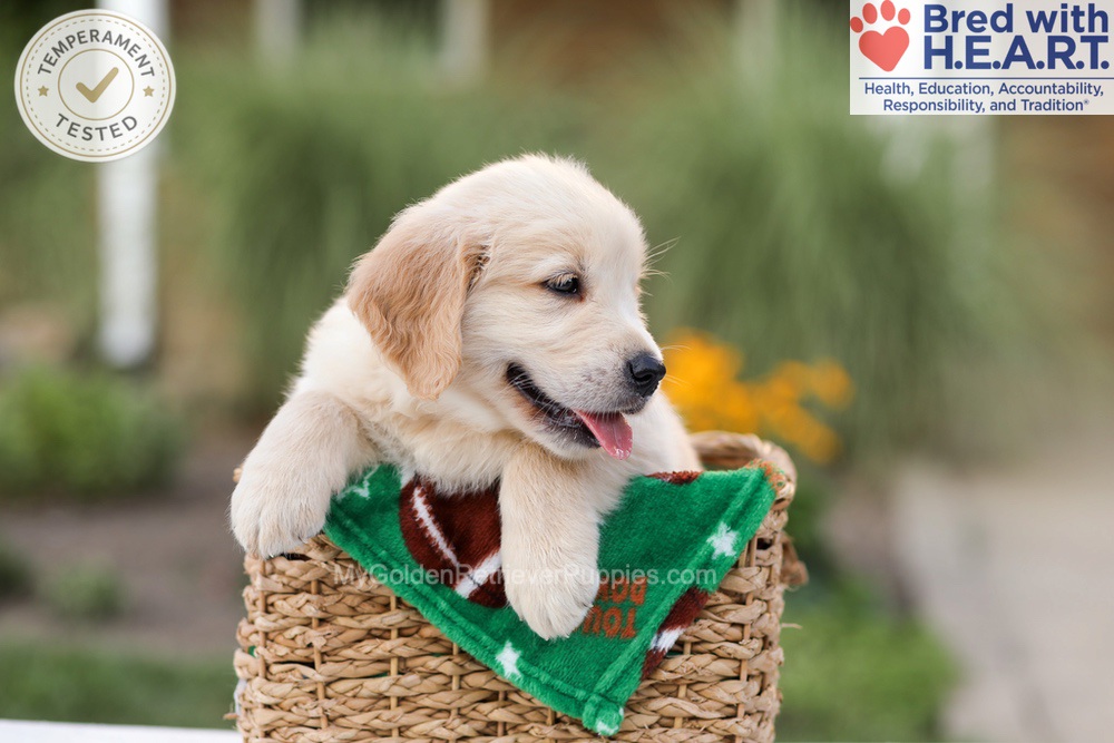 Archie Image of Archie, a Golden Retriever puppy