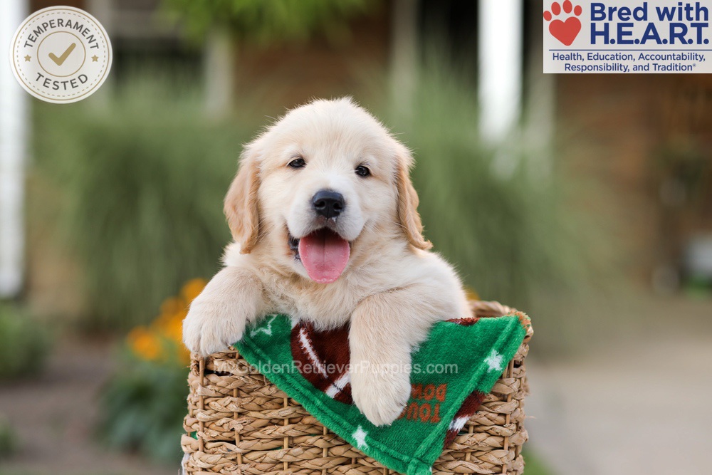 Archie Image of Archie, a Golden Retriever puppy