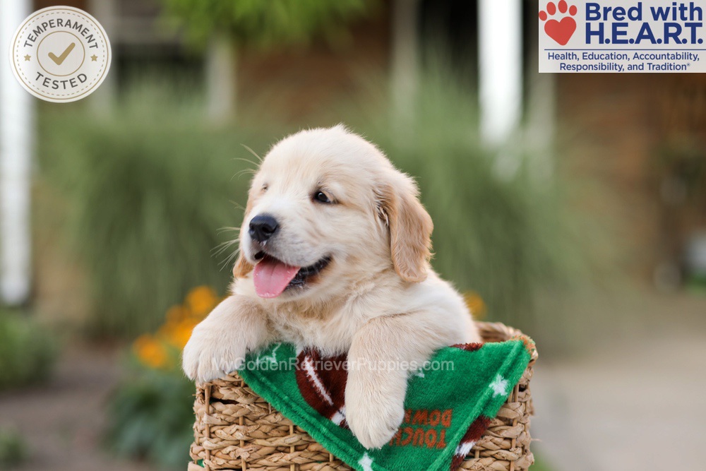 Archie Image of Archie, a Golden Retriever puppy