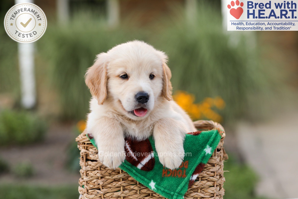 Archie Image of Archie, a Golden Retriever puppy