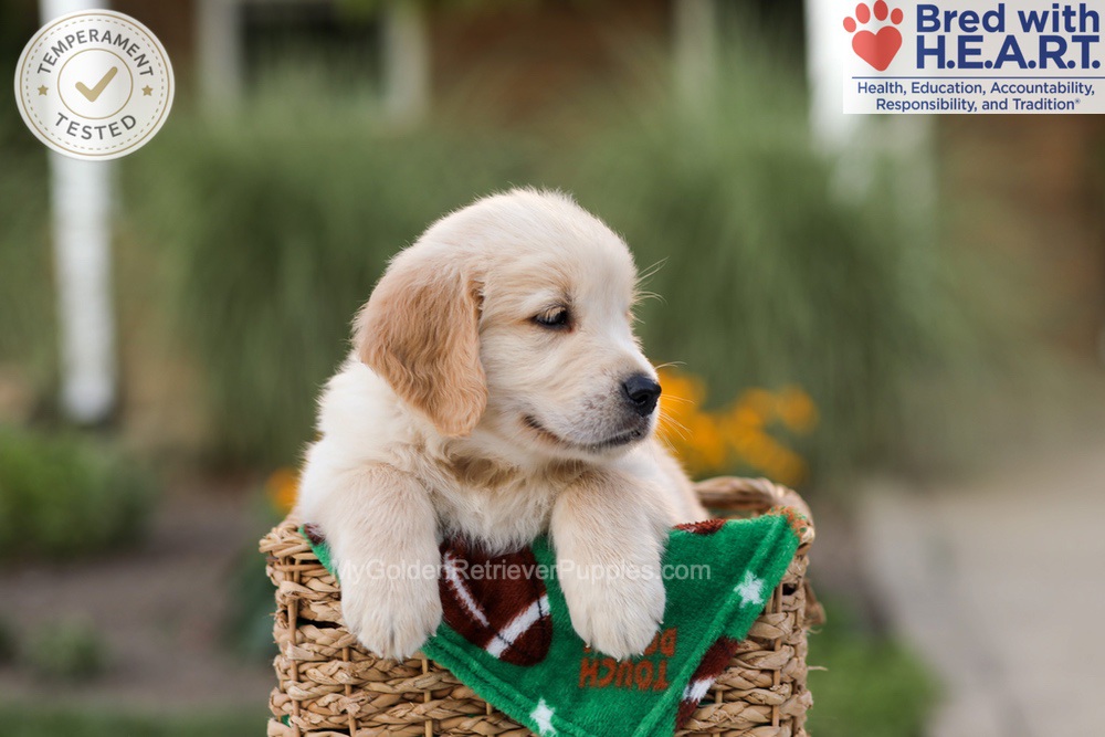 Archie Image of Archie, a Golden Retriever puppy