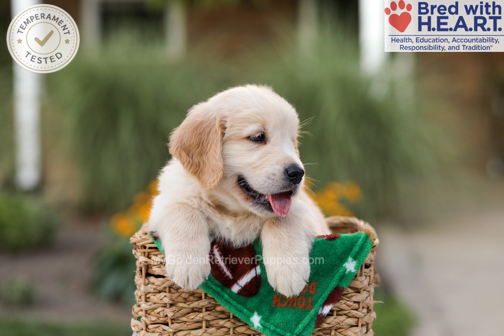 Archie Image of Archie, a Golden Retriever puppy