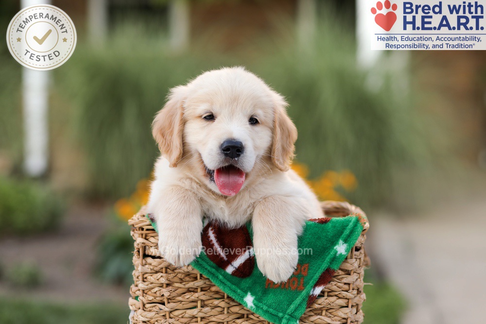 Archie Image of Archie, a Golden Retriever puppy