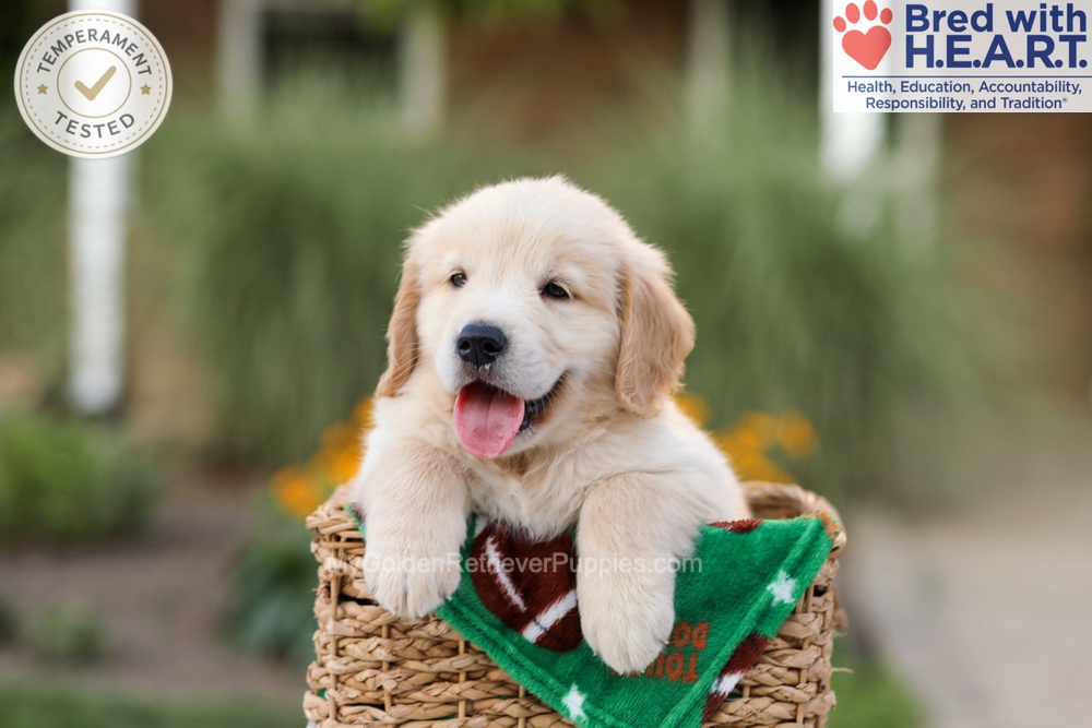 Archie Image of Archie, a Golden Retriever puppy