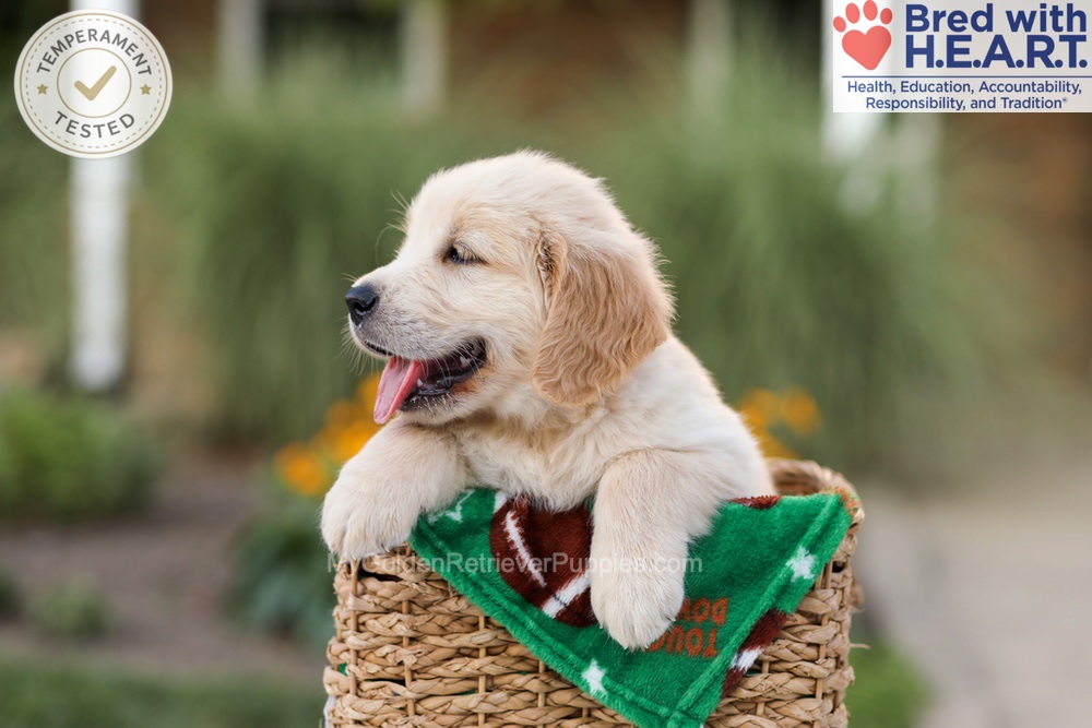 Archie Image of Archie, a Golden Retriever puppy