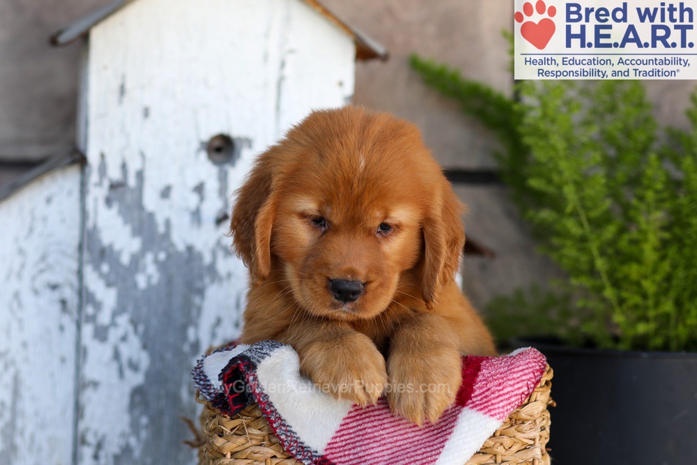 Asher Image of Asher, a Golden Retriever puppy