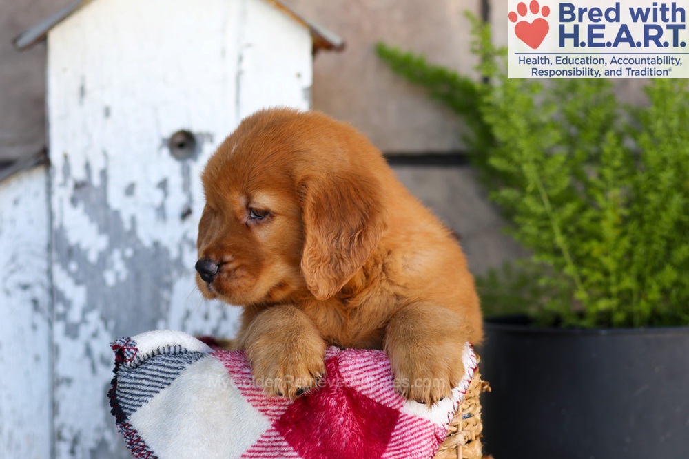 Asher Image of Asher, a Golden Retriever puppy