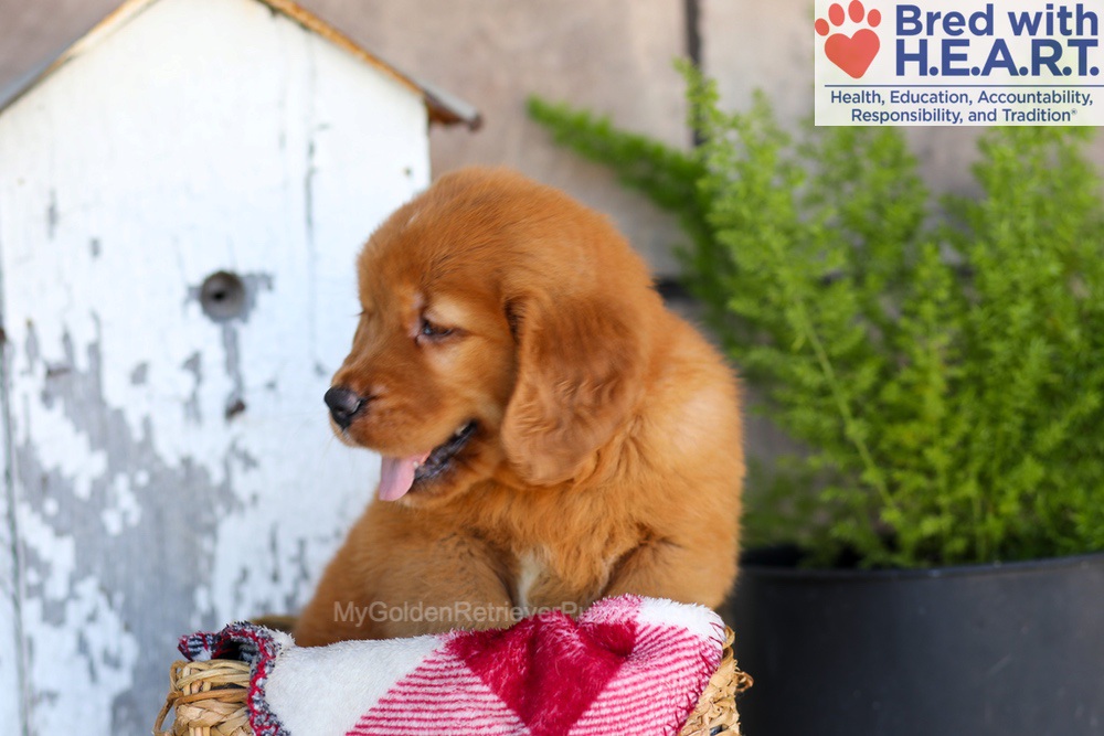 Asher Image of Asher, a Golden Retriever puppy